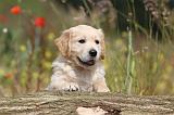 GOLDEN RETRIEVER 269